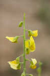 Showy rattlebox